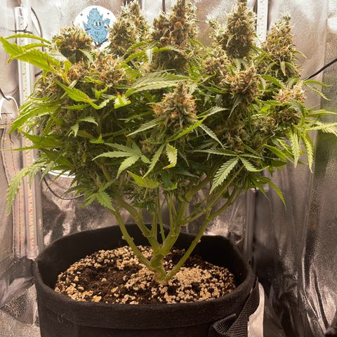 Gorilla Auto #1 growlog timeline photo