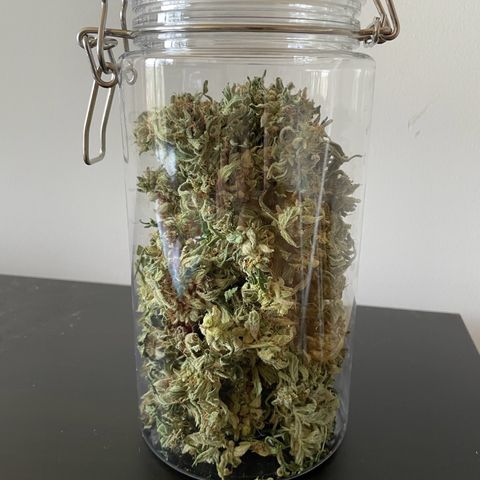 Watermelon Auto #2 growlog timeline photo