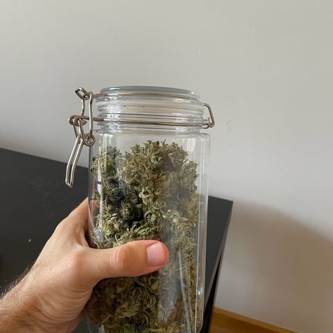 Watermelon Auto #2 growlog timeline photo