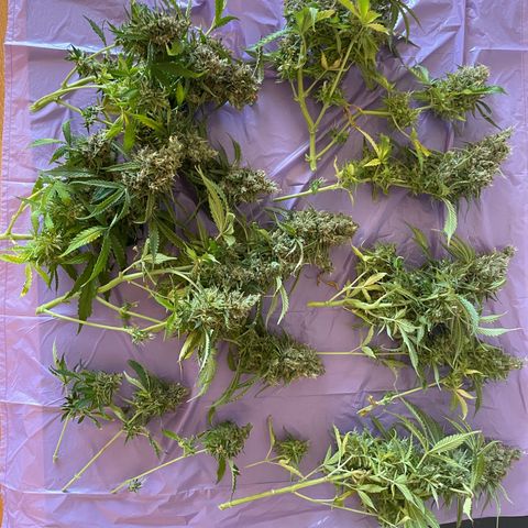 Gorilla Auto #1 growlog timeline photo