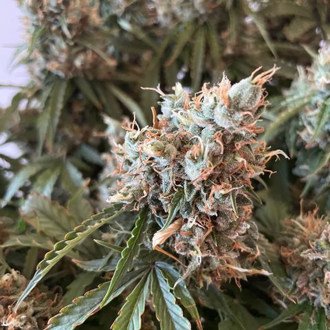 Gorilla Auto #1 growlog timeline photo