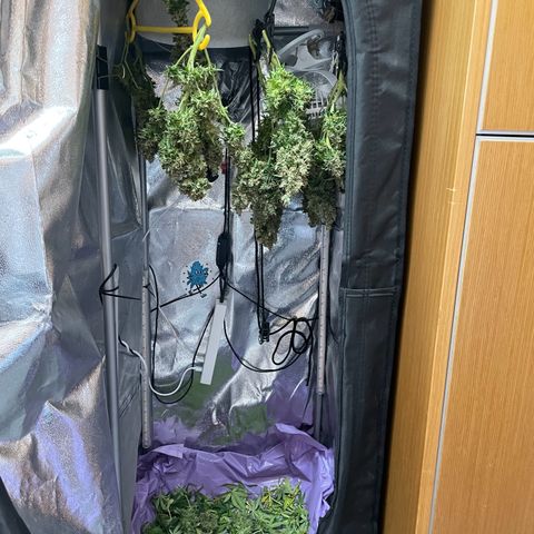 Gorilla Auto #1 growlog timeline photo