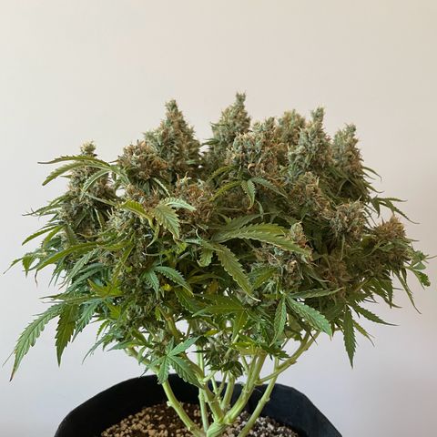 Gorilla Auto #1 growlog timeline photo