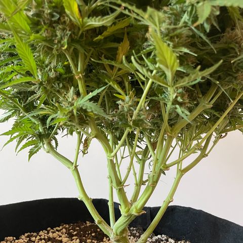 Gorilla Auto #1 growlog timeline photo