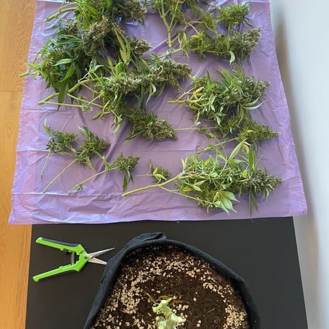 Gorilla Auto #1 growlog timeline photo