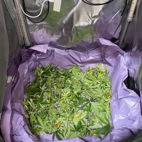 Gorilla Auto #1 growlog timeline photo