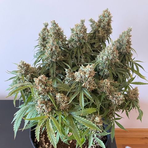 Gorilla Auto #1 growlog timeline photo