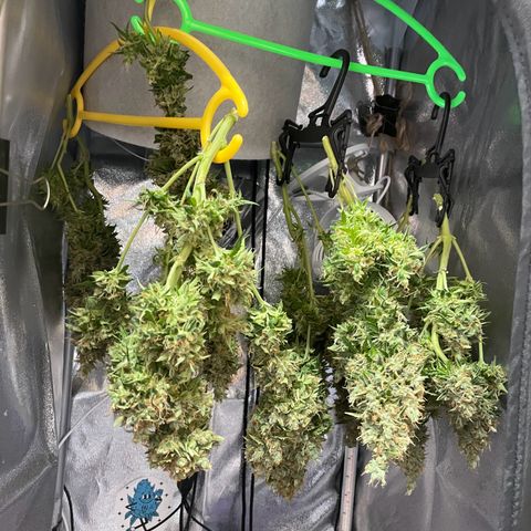 Gorilla Auto #1 growlog timeline photo