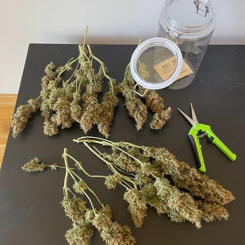 Gorilla Auto #1 growlog photo: 60 g final result