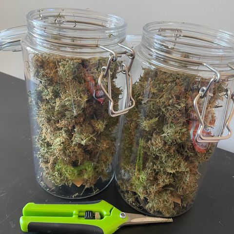 Gorilla Auto #1 growlog photo: 60 g final result