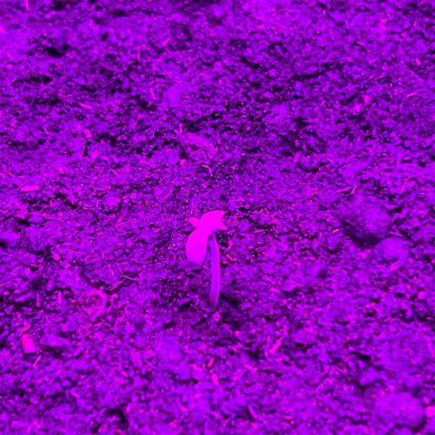 Blueberry Auto  growlog timeline photo