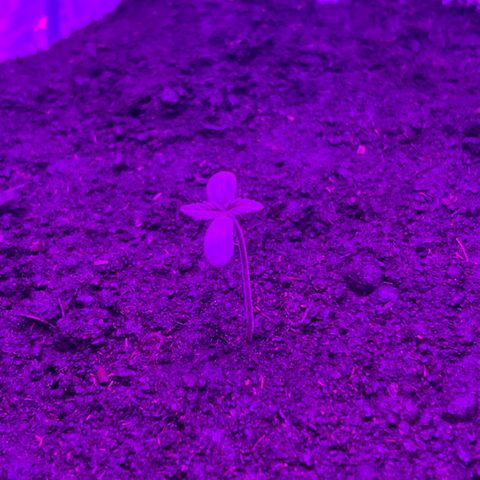 Blueberry Auto  growlog timeline photo