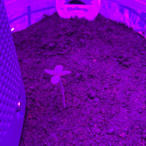 Blueberry Auto  growlog timeline photo