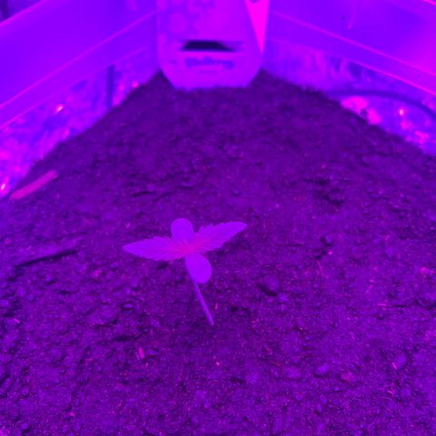 Blueberry Auto  growlog timeline photo