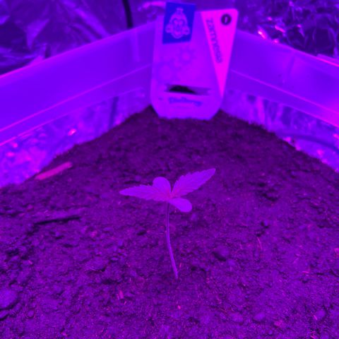 Blueberry Auto  growlog timeline photo