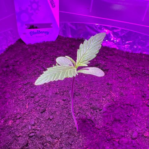 Blueberry Auto  growlog timeline photo
