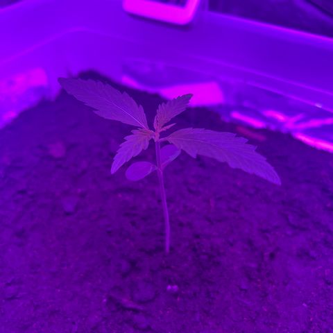 Blueberry Auto  growlog timeline photo