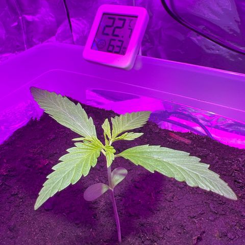 Blueberry Auto  growlog timeline photo