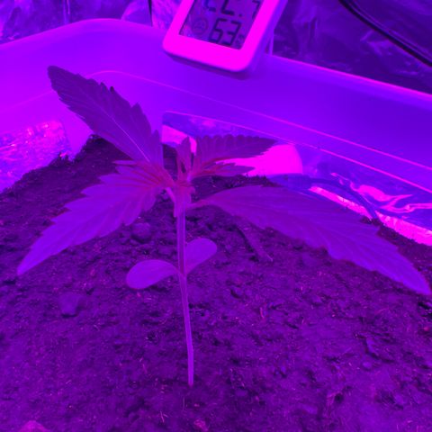 Blueberry Auto  growlog timeline photo