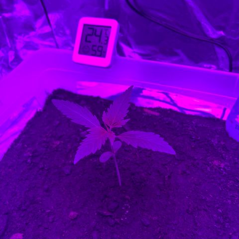 Blueberry Auto  growlog timeline photo