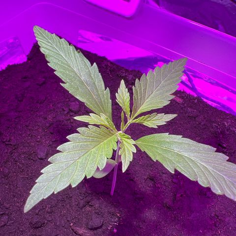 Blueberry Auto  growlog timeline photo