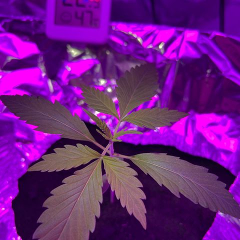 Blueberry Auto  growlog timeline photo
