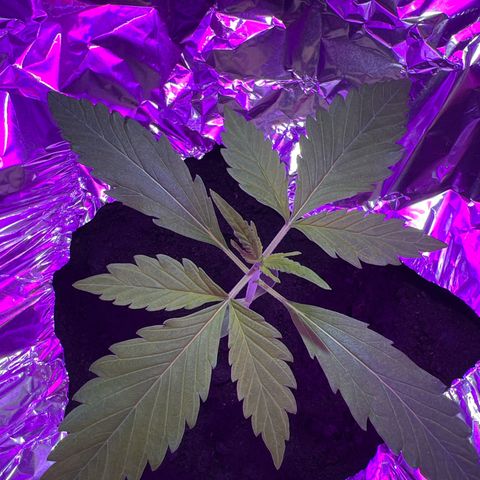 Blueberry Auto  growlog timeline photo