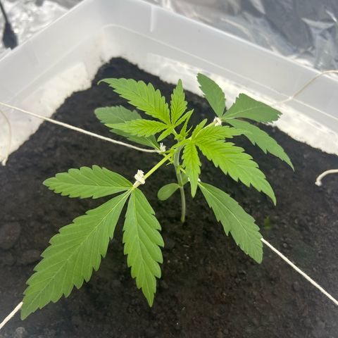 Blueberry Auto  growlog timeline photo