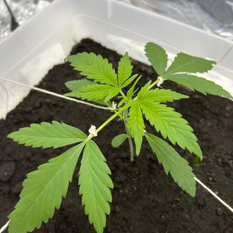 Blueberry Auto  growlog timeline photo