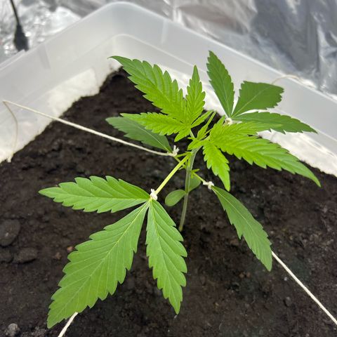 Blueberry Auto  growlog timeline photo