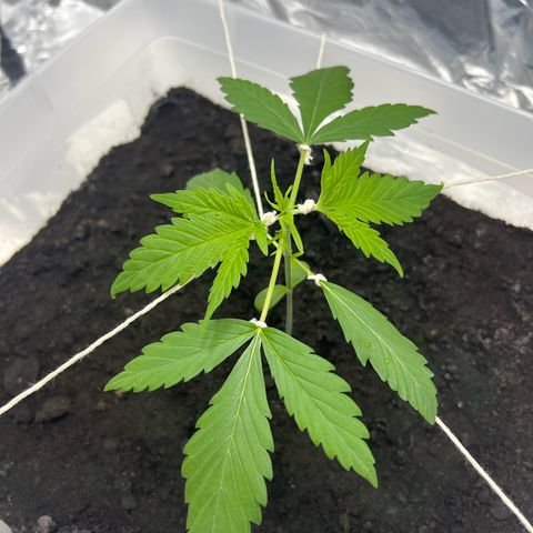 Blueberry Auto  growlog timeline photo