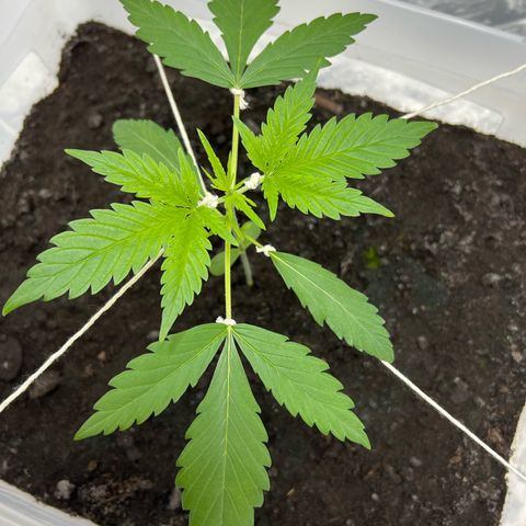 Blueberry Auto  growlog timeline photo