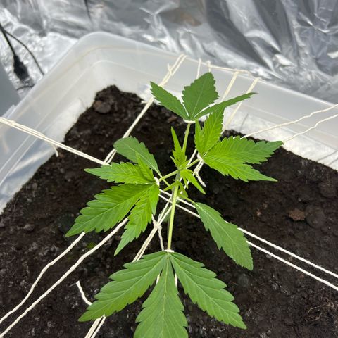 Blueberry Auto  growlog timeline photo