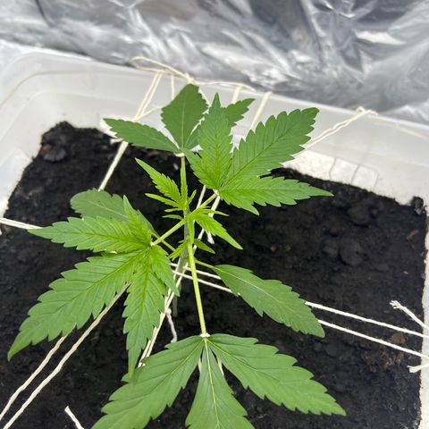Blueberry Auto  growlog timeline photo