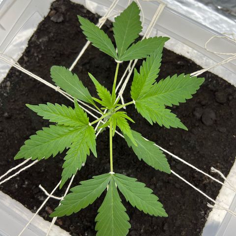 Blueberry Auto  growlog timeline photo