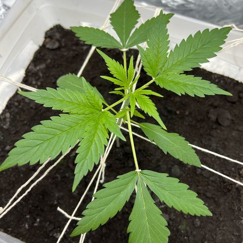 Blueberry Auto  growlog timeline photo