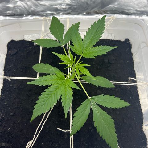 Blueberry Auto  growlog timeline photo