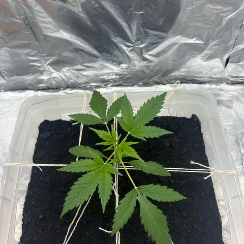 Blueberry Auto  growlog timeline photo