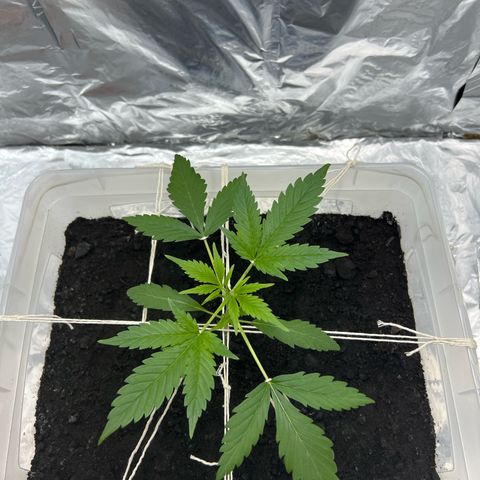 Blueberry Auto  growlog timeline photo