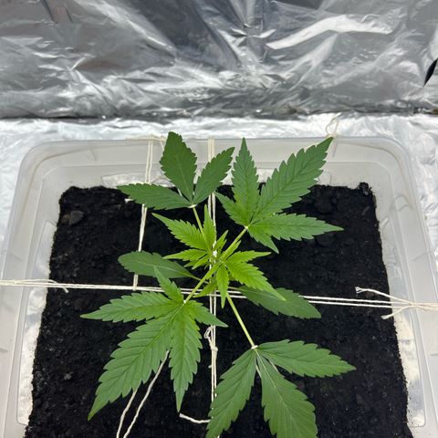 Blueberry Auto  growlog timeline photo