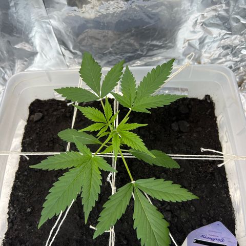 Blueberry Auto  growlog timeline photo