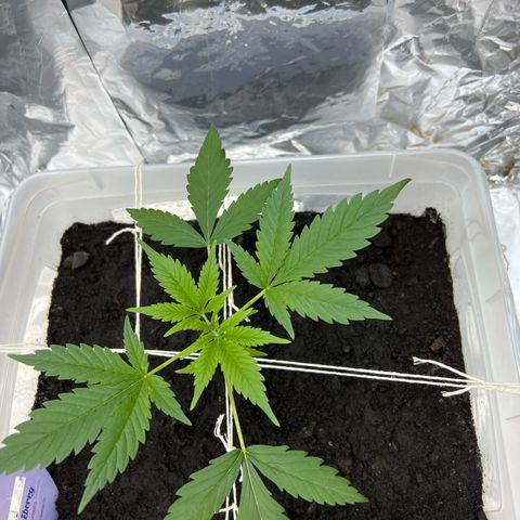 Blueberry Auto  growlog photo: 19cm