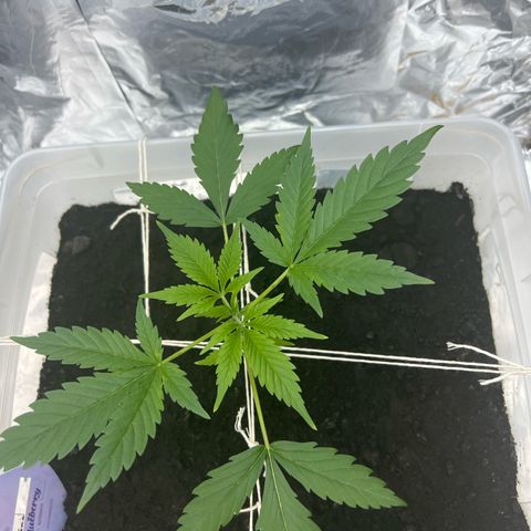Blueberry Auto  growlog timeline photo