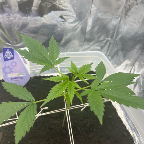 Blueberry Auto  growlog timeline photo