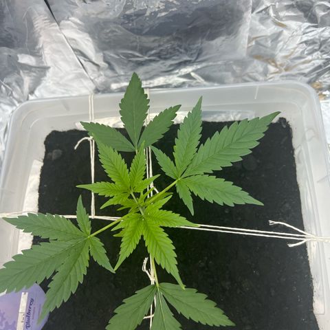 Blueberry Auto  growlog timeline photo