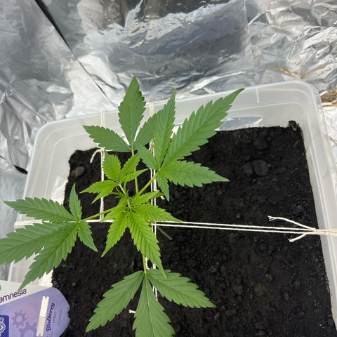 Blueberry Auto  growlog timeline photo