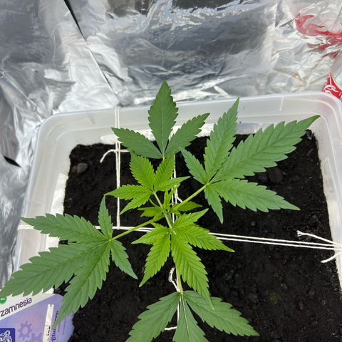 Blueberry Auto  growlog timeline photo