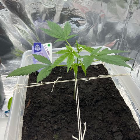 Blueberry Auto  growlog timeline photo