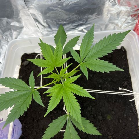 Blueberry Auto  growlog timeline photo