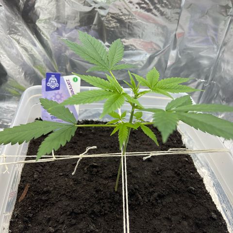 Blueberry Auto  growlog timeline photo